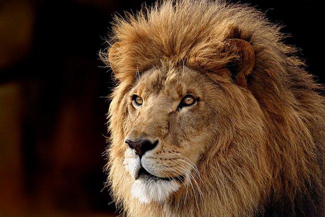 león-rey-de-la-selva-gatos