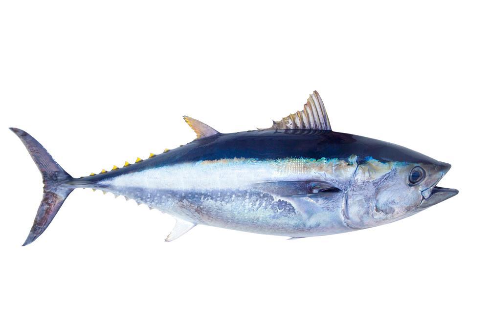 Alimentos para una piel clara y saludable Pescado Azul