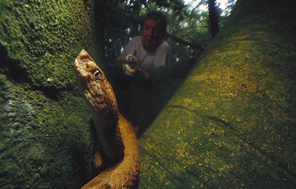 Créditos: Mark Moffett / Minden Pictures / Corbis