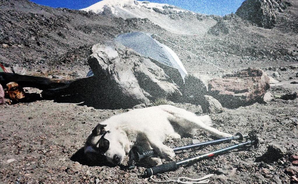 Citla_Perro_Pico de Orizaba_México 3