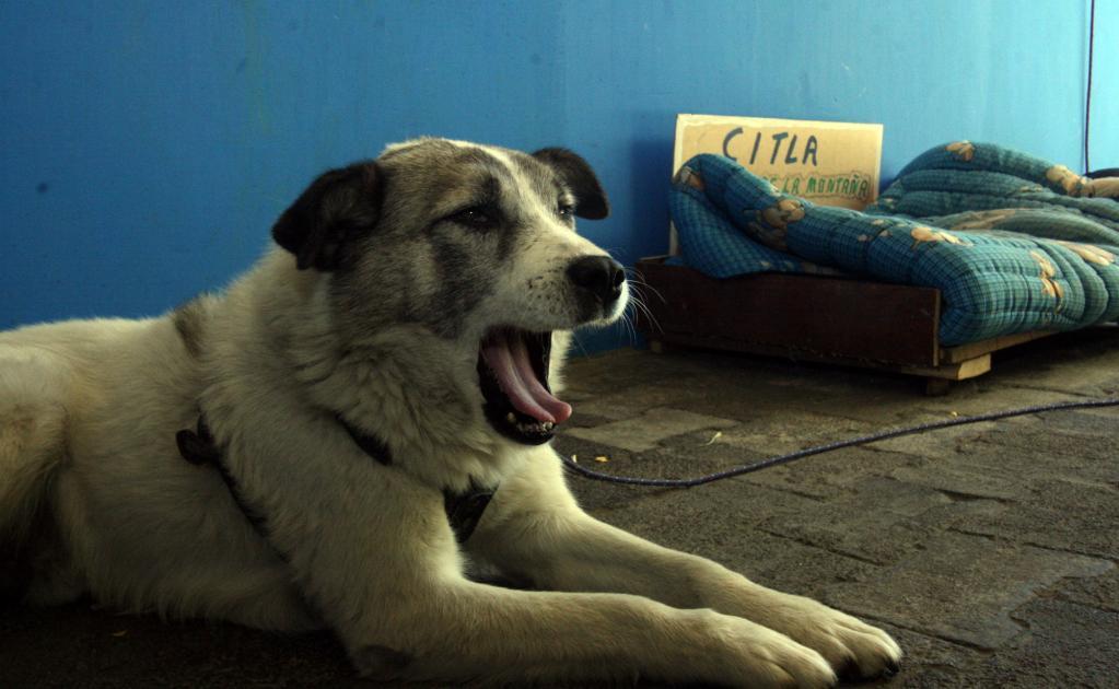 Citla_Perro_Pico de Orizaba_México 5