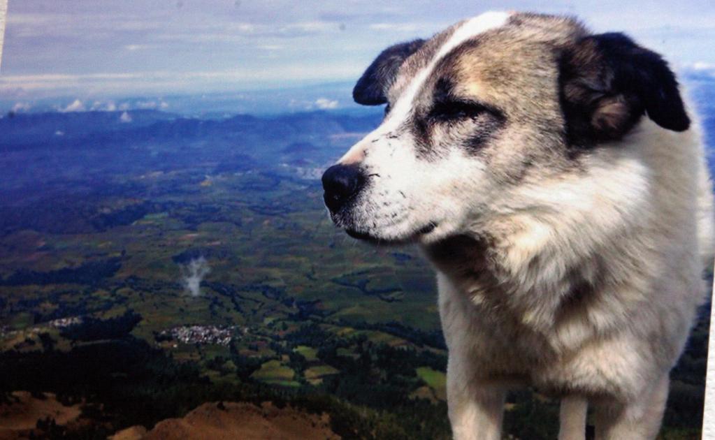 Citla_Perro_Pico de Orizaba_México 6