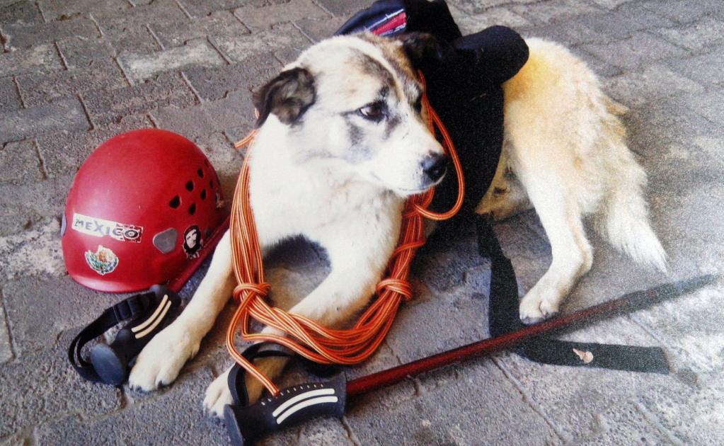 Citla_Perro_Pico de Orizaba_México 4