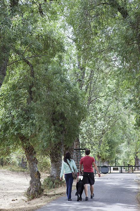 Avenida con fresnos a la entrada de la Pradera de Navalhornos. Valsaín. Segovia. Castilla y León. España © Javier Prieto Gallego;