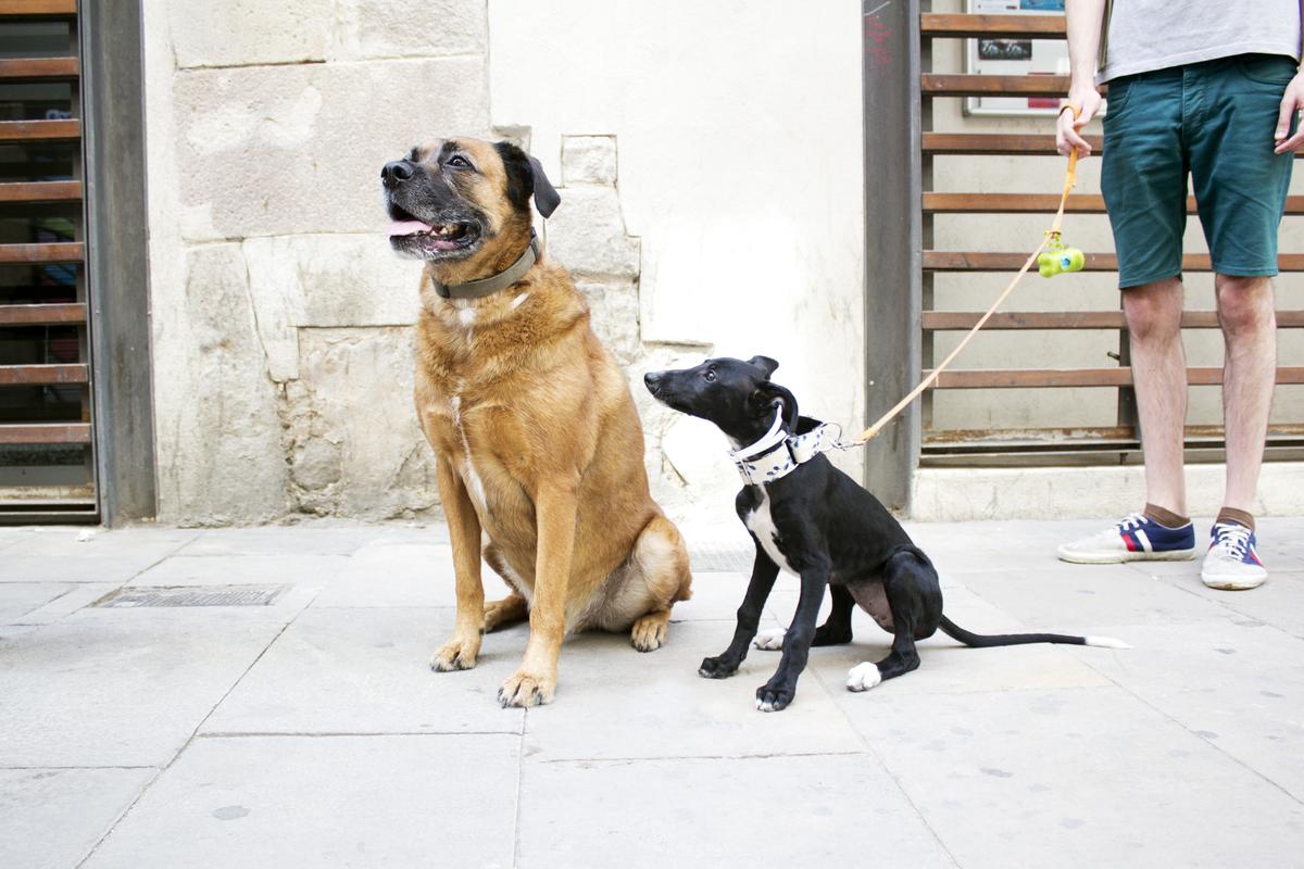 como educar a tu cachorro: relación persona