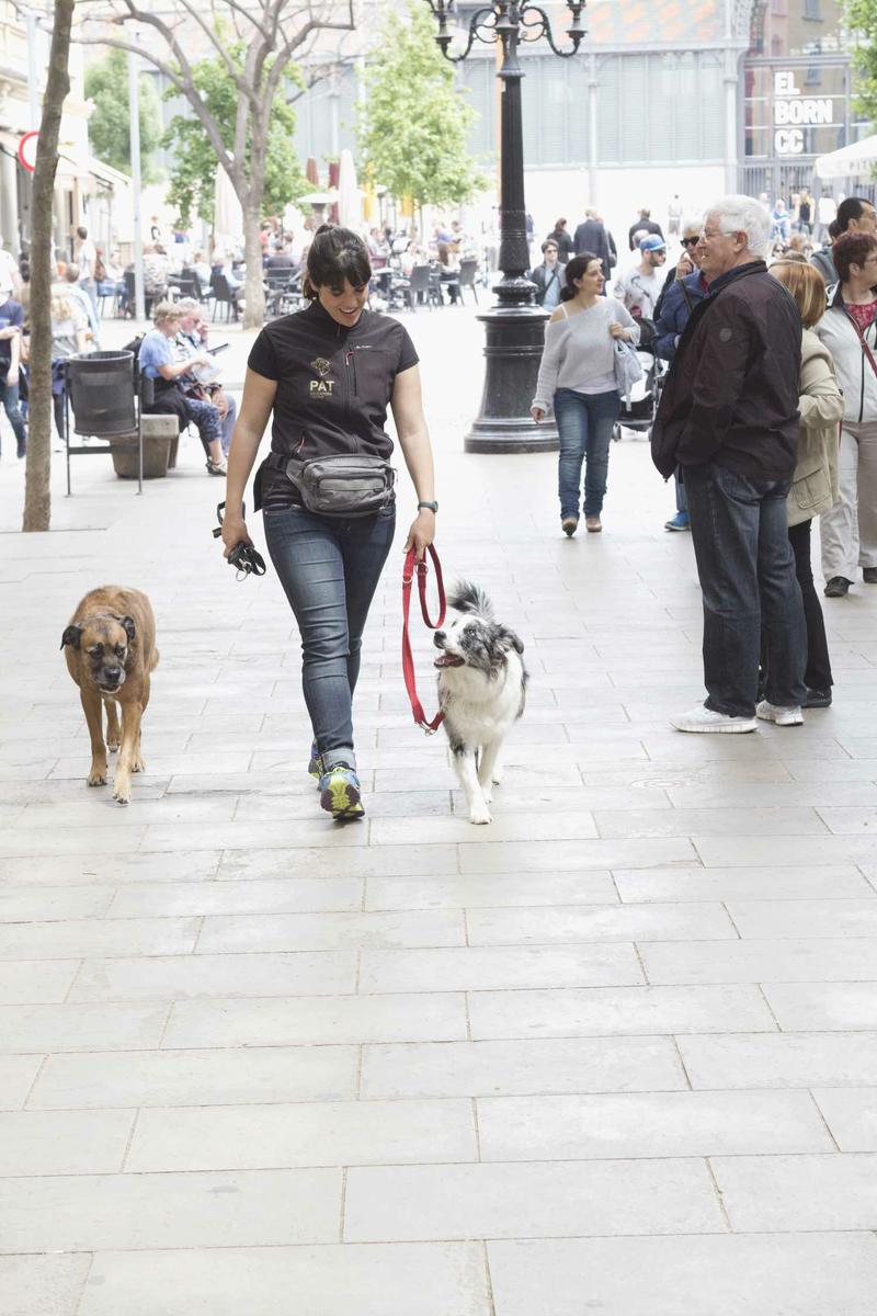 como enseñar a tu perro a hacer sus necesidades fuera