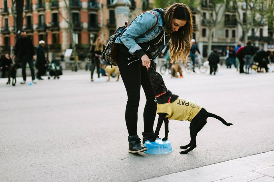 juegos para perro