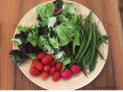 La lechuga, judias verdes, tomates y rábano