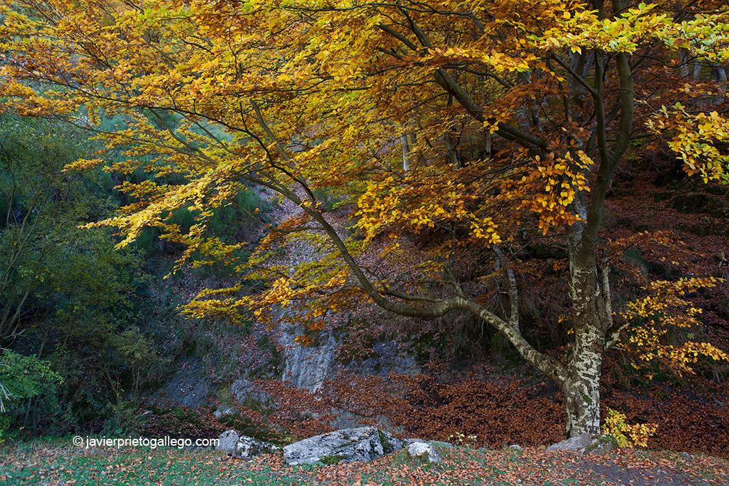 Interior del hayedo de Ciñera de Gordón. Montaña Leonesa. Reserva de la Biosfera declarada por la Unesco en 2005. León. Castilla y León. España © Javier Prieto Gallego