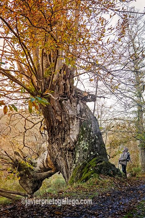 Castaños monumentales en otoño. Ruta de los castaños. Localidad de Hermisende. Zamora. Castilla y León. España. © Javier Prieto Gallego