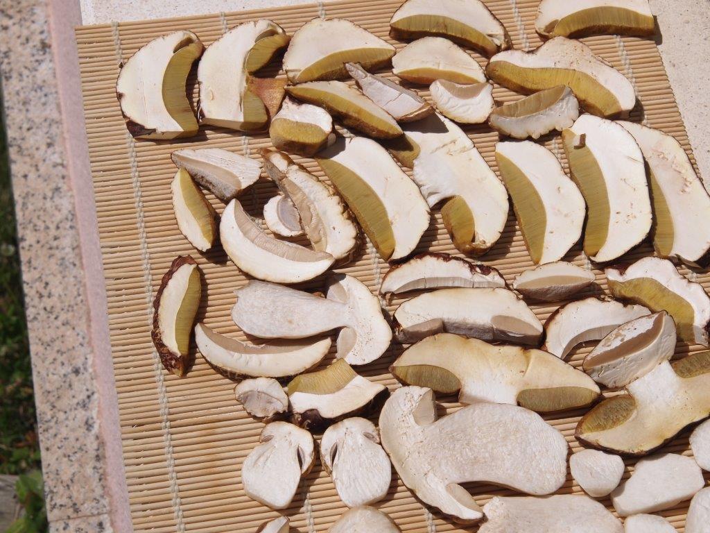 Boletus, como deshidratarlos
