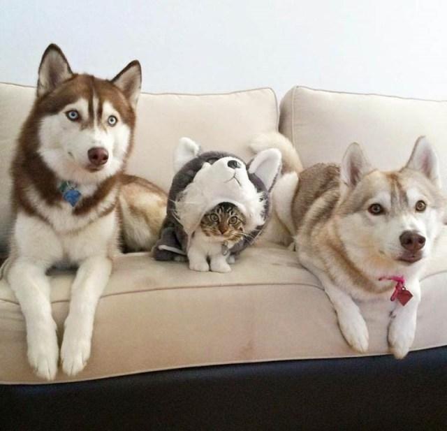 oveja negra de la familia wtf