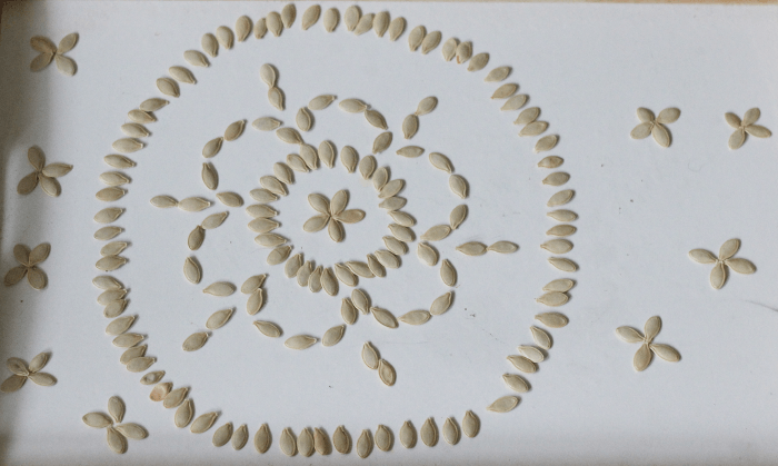 semillas_calabaza_secar_tostar_mandala
