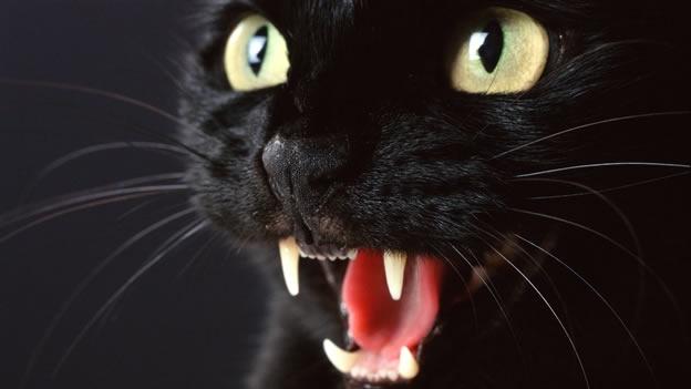 gato-negro-cat-mala-suerte