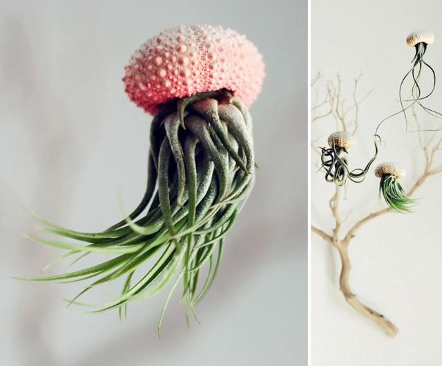 plantas naturales medusa
