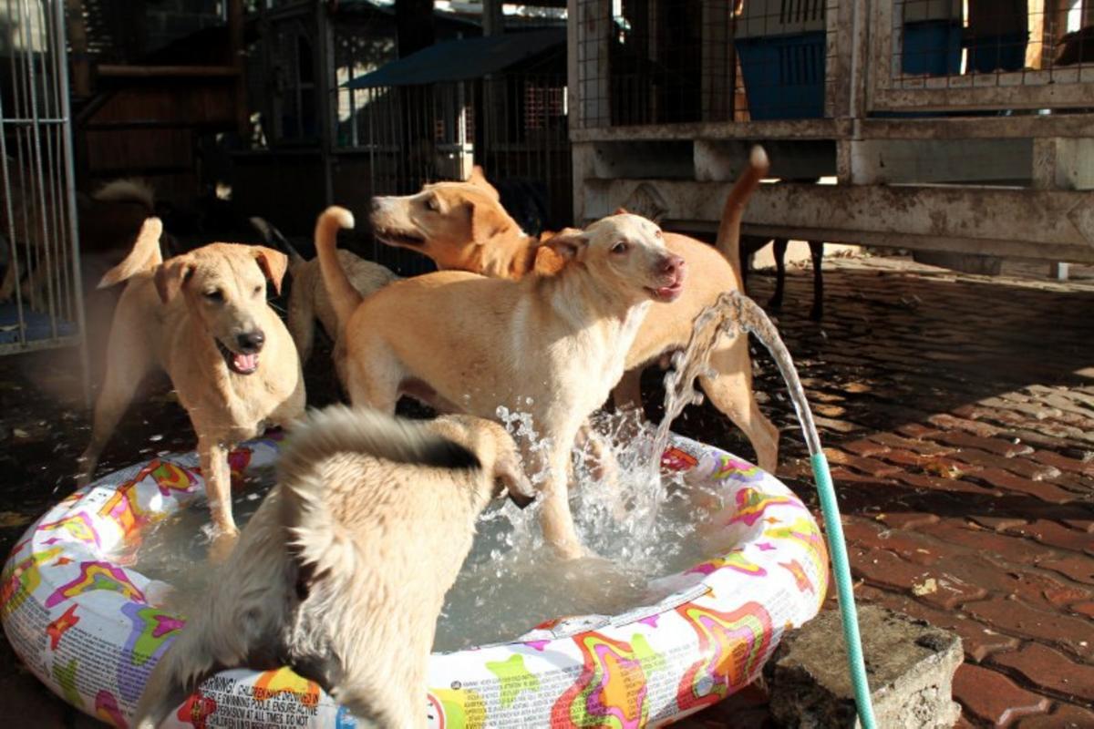 Perros bañándose