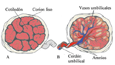 A: Cara Materna B: Cara Fetal