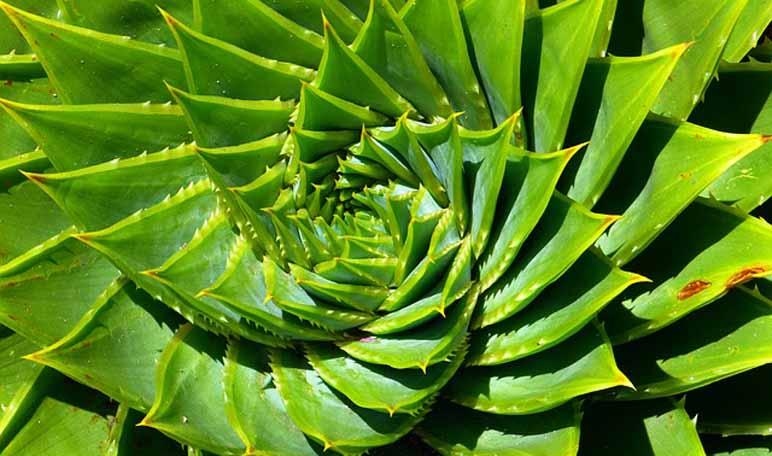 Aloe para varices