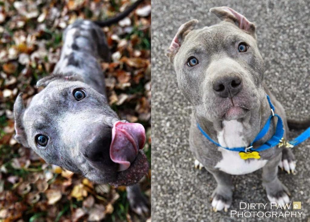 conoce-el-increible-renacer-de-scratchy-el-pitbull-rescatado-de-un-contenedor-de-basura 11