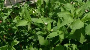 cultivo de stevia