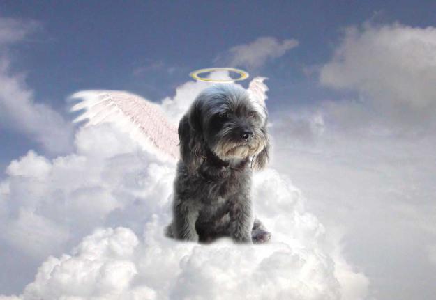 los perros van al cielo