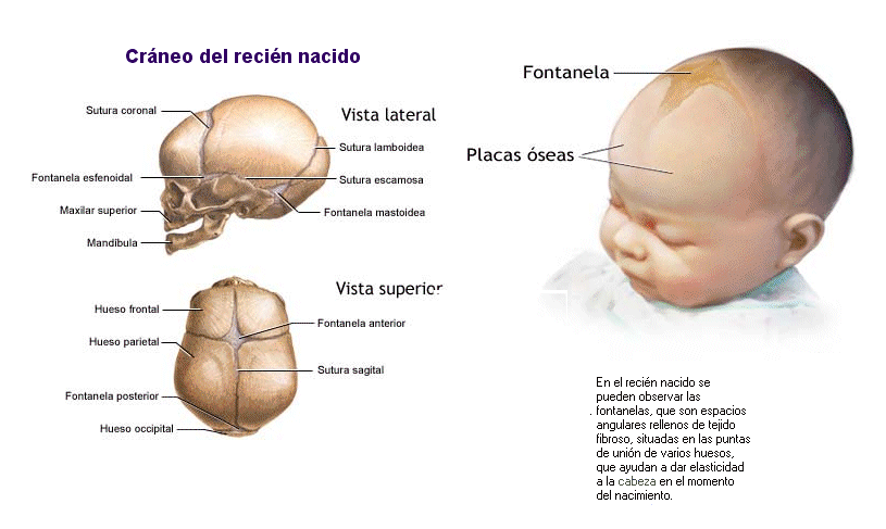 Estática fetal 3