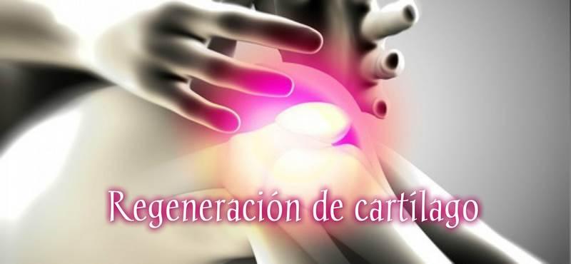 Portada_regeneracion_cartilago_red