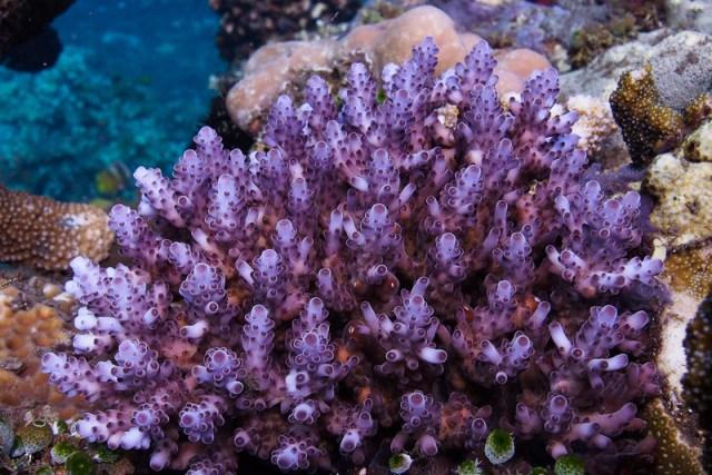 acropora-sps-coral