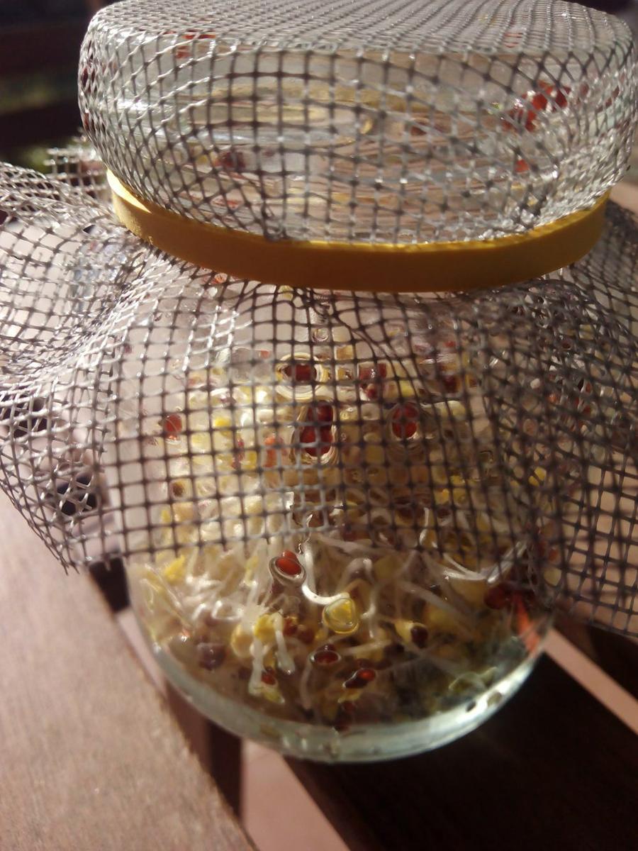 Brotes de brócoli germinado