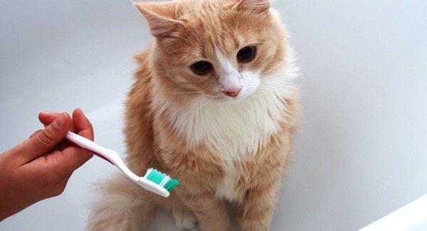 limpiar-dientes-gato-correctamente