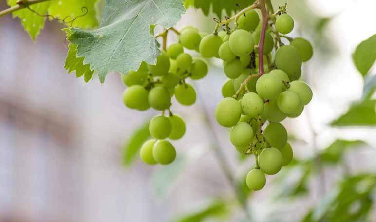 Cómo perder peso rápido con un batido de uva
