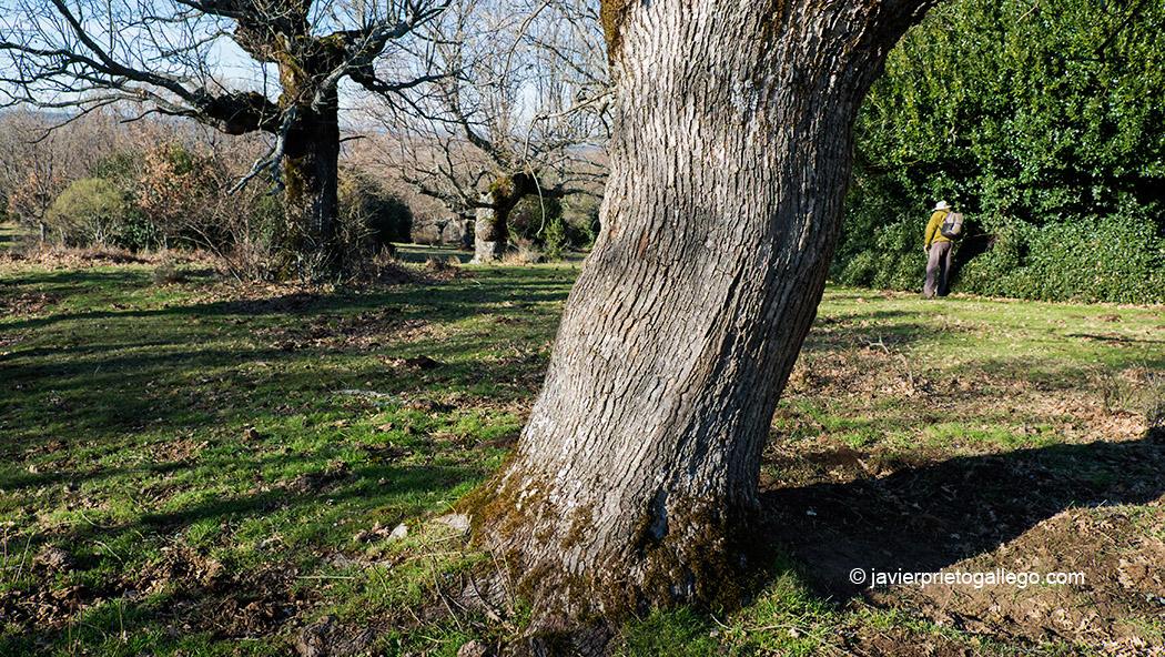 Tronco de uno de los grandes robles que crecen en la dehesa de Prádena. Acebal de Prádena. Localidad de Prádena. Segovia. Castilla y León. España. ©Javier Prieto Gallego