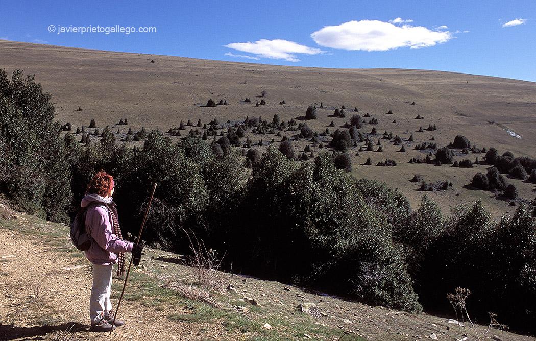 Una excursionista pasea por el interior del acebal de Garagüeta. Soria. Castilla y León. España, 2004 © Javier Prieto Gallego