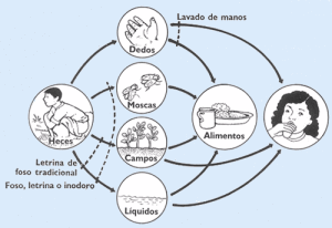 tipos de hepatitis
