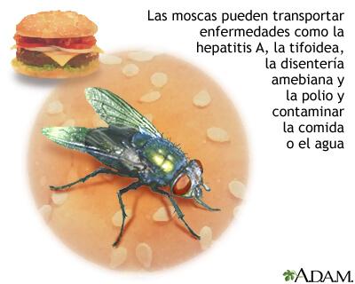 tipos de hepatitis