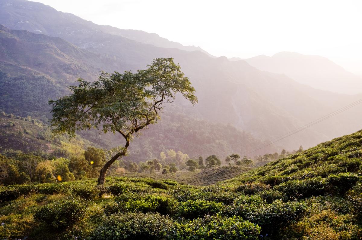 Darjeeling, té, plantación, 