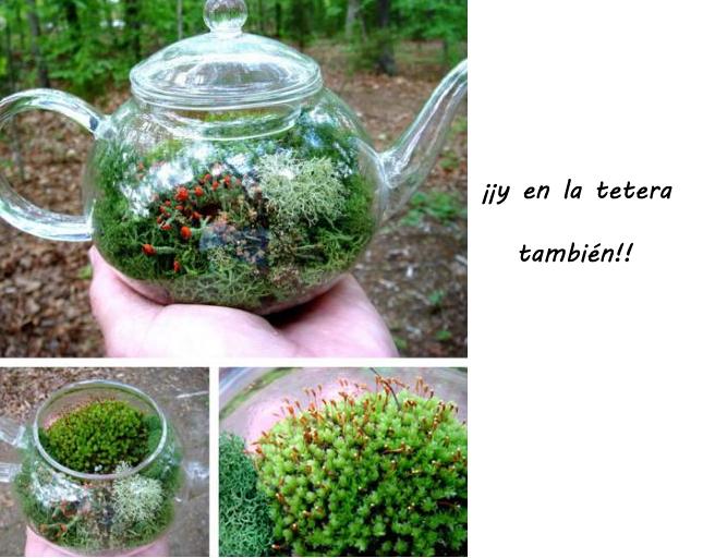Terrarium_15