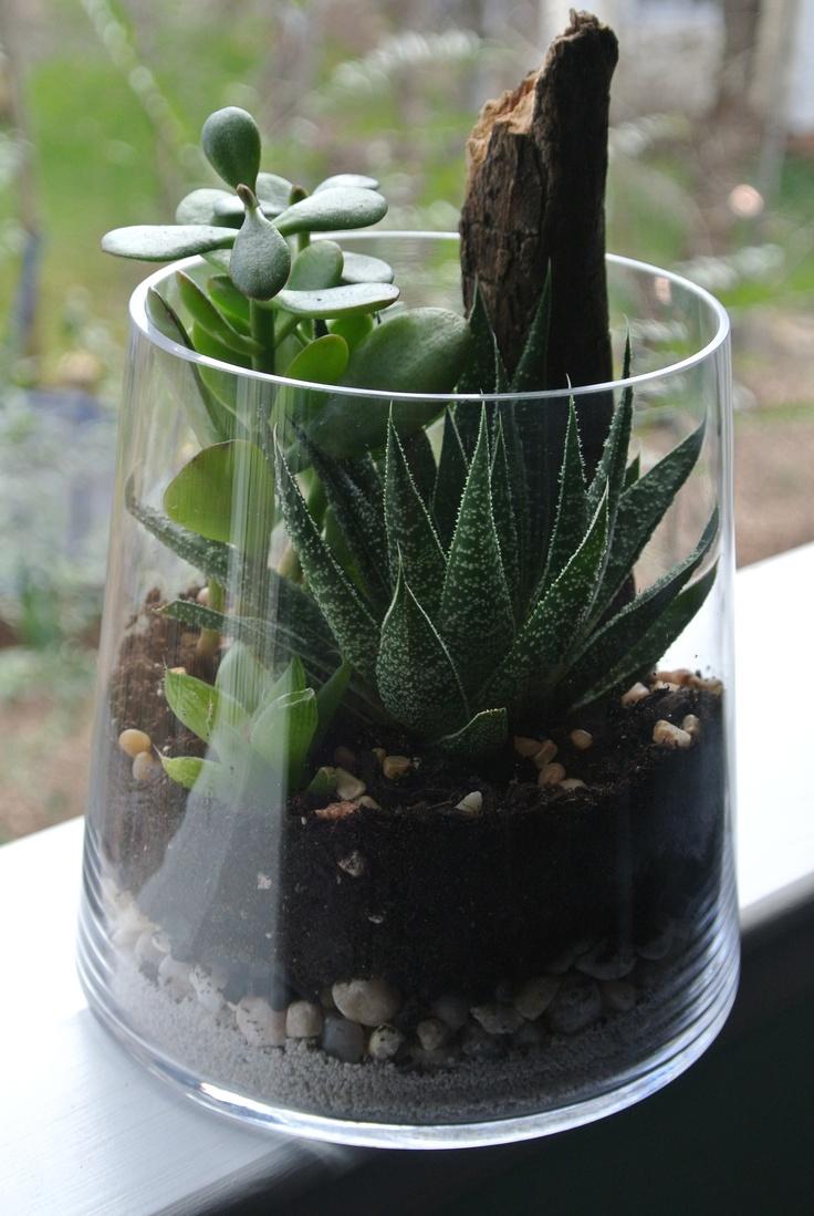 Terrarium_19