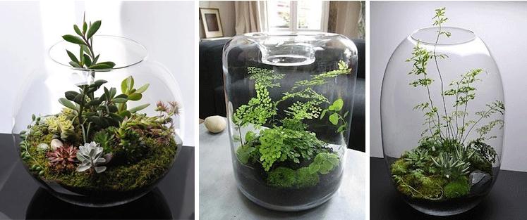 Terrarium_5