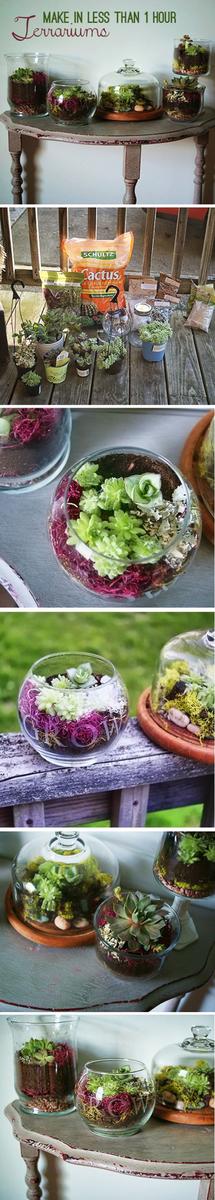Terrarium_6
