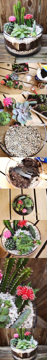 Terrarium_8