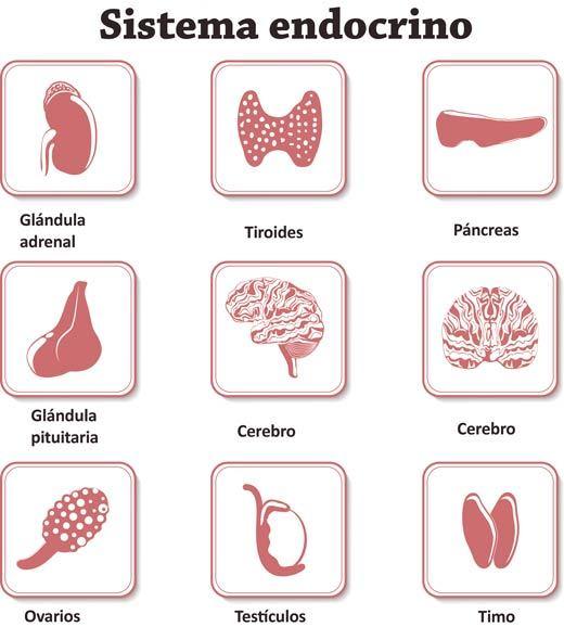 tiroides trabaje de forma eficiente