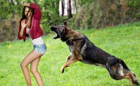 mordedura-de-animales-1