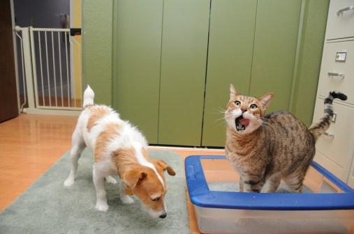 gato y arenero