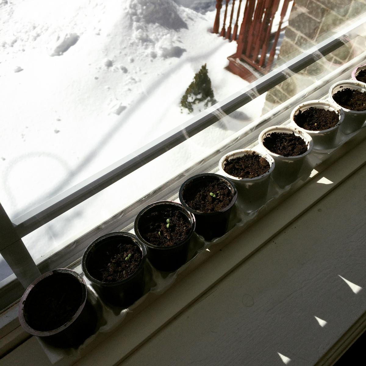 Tomates-germinación-kcups