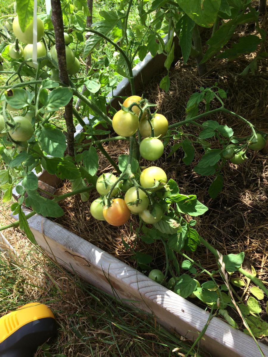 Tomate-cherry-verde