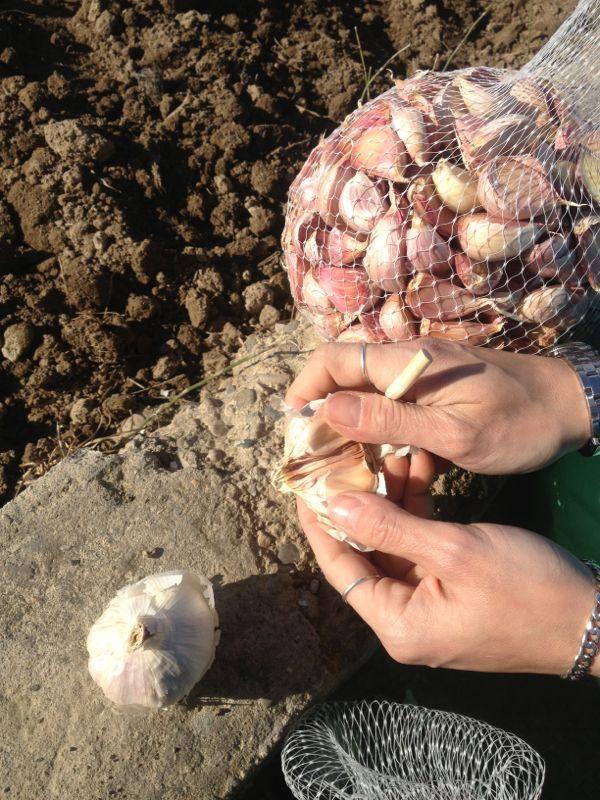 ajos desgajando 28-12-12