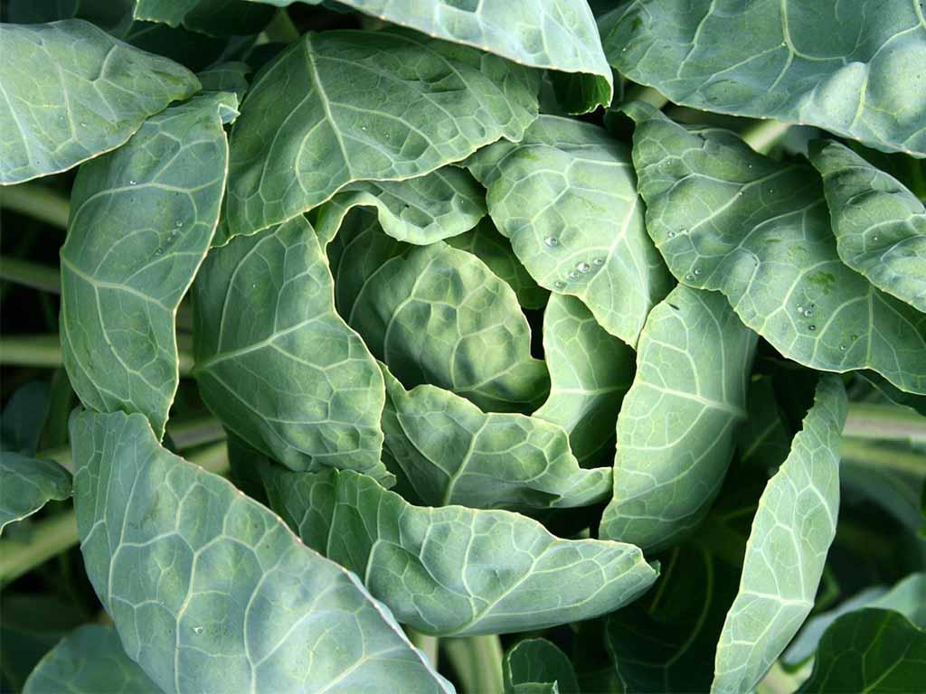 calcio vegetal