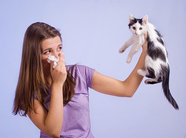 Alergia a la mascota