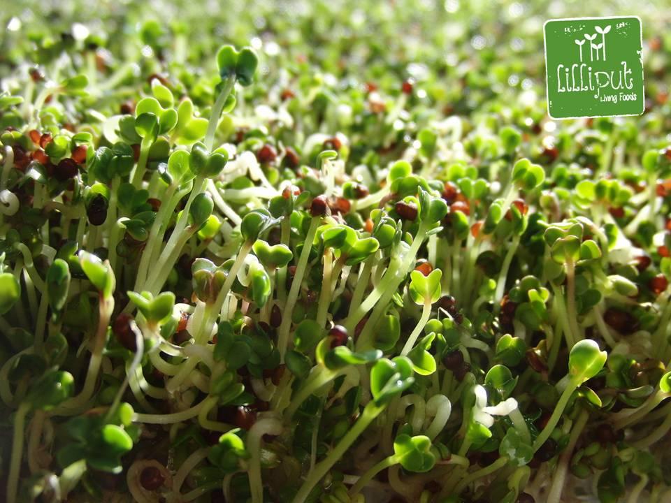Germinados de Brócoli
